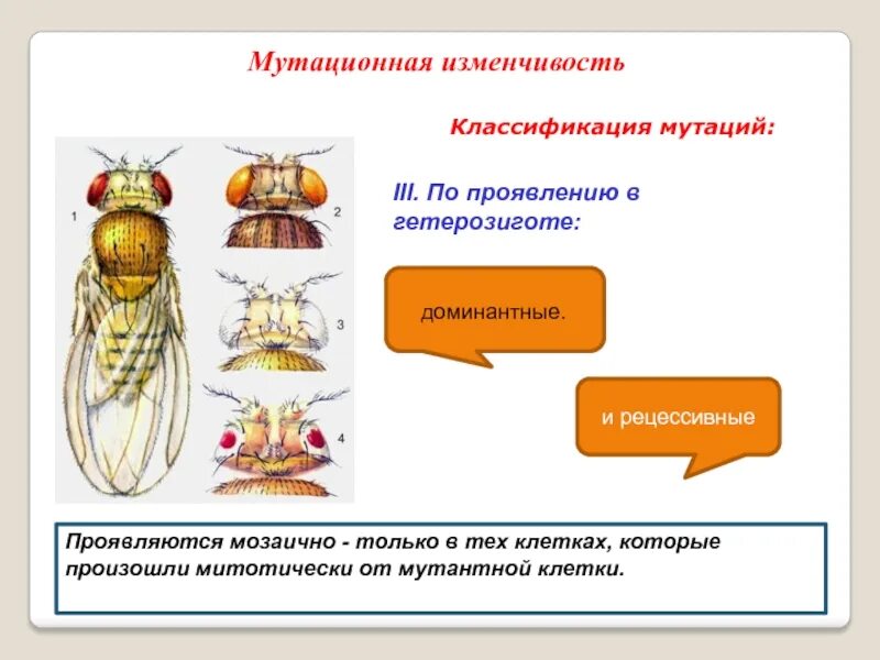 Появление рецессивных мутаций. Классификация мутационной изменчивости. Мутационная изменчивость классификация мутаций. Доминантные и рецессивные мутации. Мутации по проявлению в гетерозиготе.