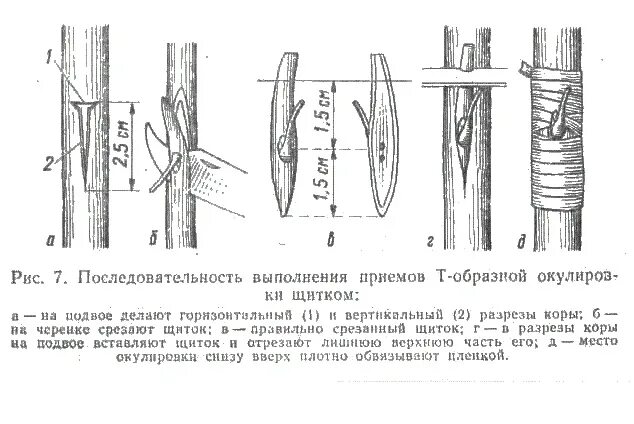 Прививка окулировка в приклад. Окулировка в т-образный разрез (за кору. Окулировка в т образный разрез рисунок. Окулировки глазком в приклад. Прививка почкой какое время