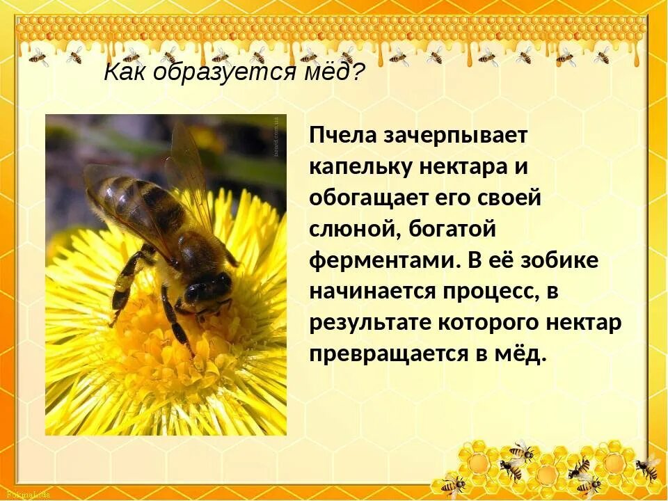 Интересные факты о пчелах. Интересные факты о пчелах для детей. Интересные факты о меде и пчелах. Интересные факты отпчелах. Важная информация о пчелах 2