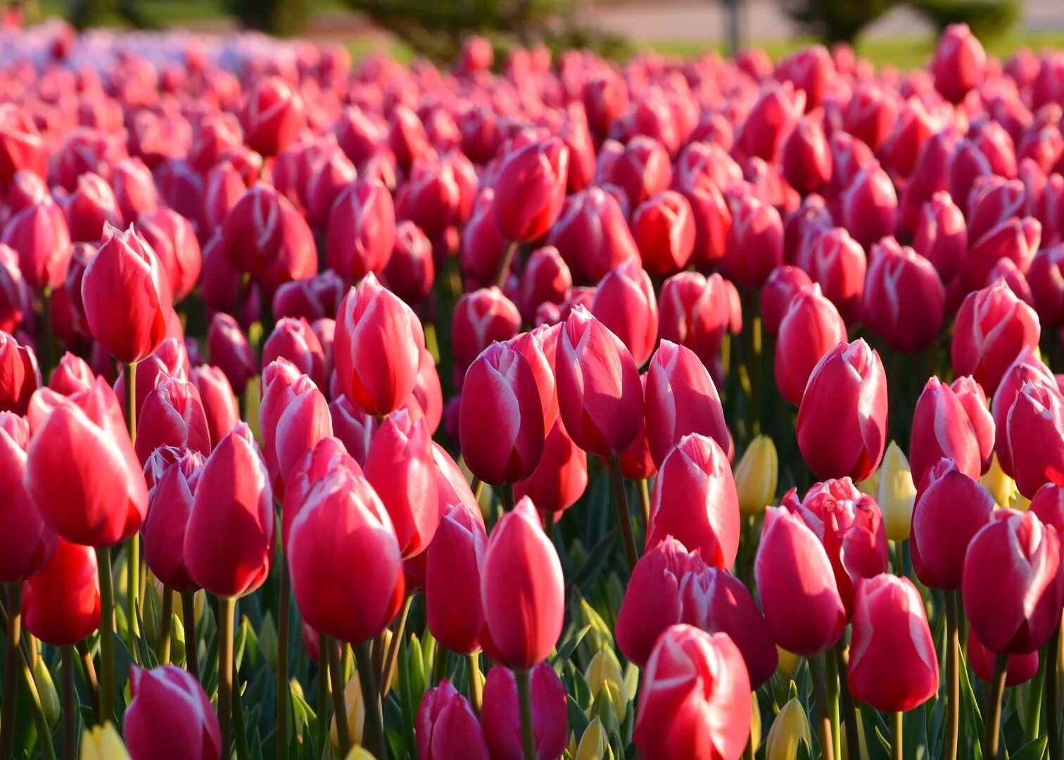 Сайт tulip