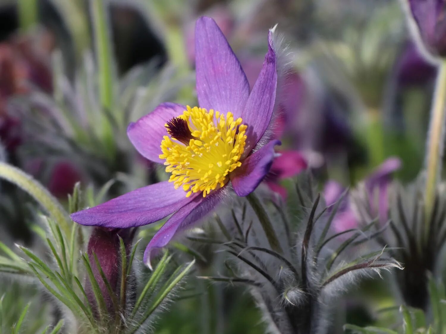Прострел обыкновенный (pulsatilla vulgaris). Прострел луговой pulsatilla pratensis. Прострел - сон трава. Прострел альпийский. Цветы прострелы садовые.