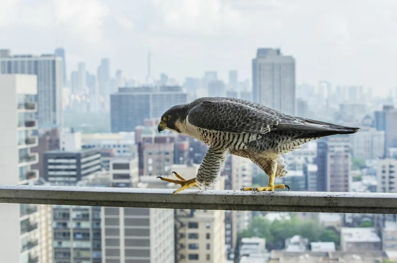Птенец на крыше. Птицы над небоскребами. Птицы на небоскребах. Ястреб в городе. Птицы на крышах многоэтажек.