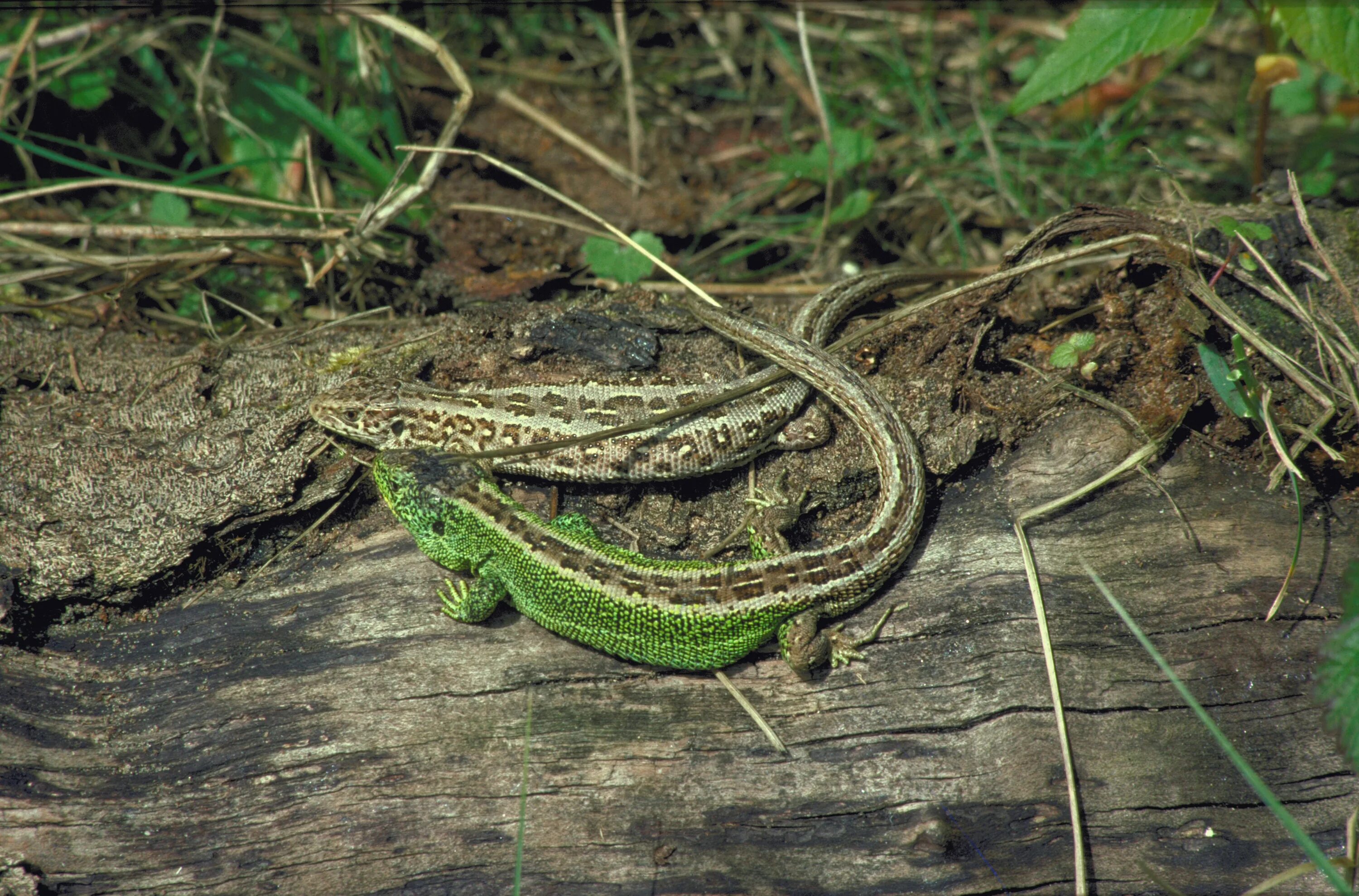 Lacerta Agilis. Прыткая и живородящая ящерицы. Живородящая ящерица (Lacerta vivipara). Прыткая ящерица самец. Известно что ящерица прыткая наземное