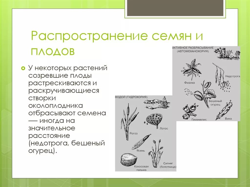 Распространение семян неживой природы. Схема способы распространения плодов и семян. Схема распространение плодов и семян биология 6 класс. Плоды распространение плодов и семян.