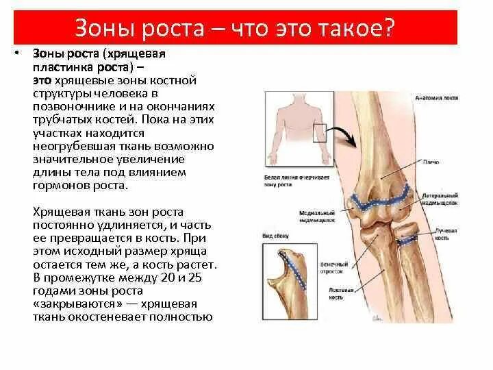 Строение кости зона роста. Зоны роста длинных трубчатых костей у детей находятся в. Зоны роста в костях у детей. Ростковые зоны костей.