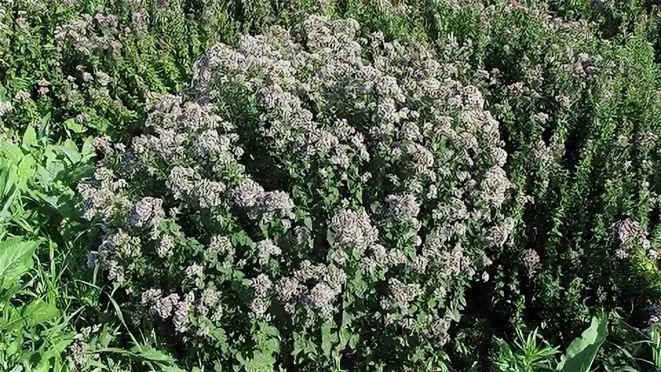 Душица календула. Душица календула