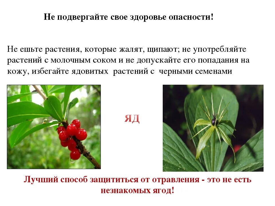 Ядовитые растения. Ядовитые Лесные ягоды. Ядовитые растения России. Ядовитые растения описание.