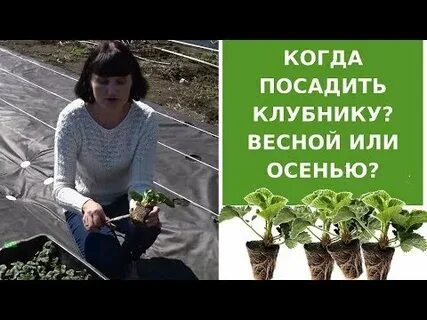 После чего сажать клубнику осенью