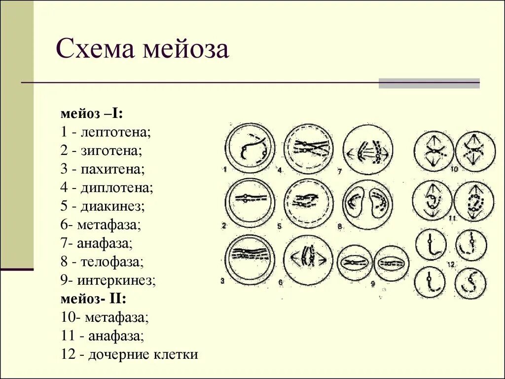 Мейоз 1 фазы схема. Деление клетки мейоз схема. Лептотена зиготена пахитена диплотена диакинез таблица. Рис 49 схема мейоза. Мейоза 20