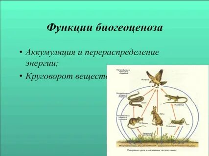 Биогеоценоз 9 класс