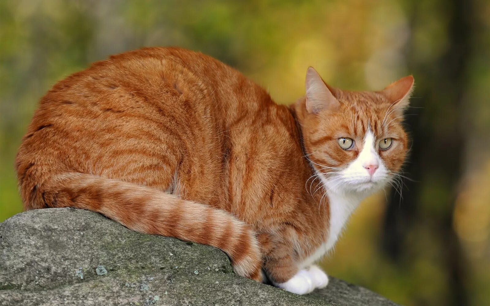Сибирский гладкошерстный рыжий кот. Сибирская кошка рыжая короткошерстная. Рыжий полосатый кот порода. Анатолийская короткошерстная кошка рыжая. Серо рыжий окрас кошки