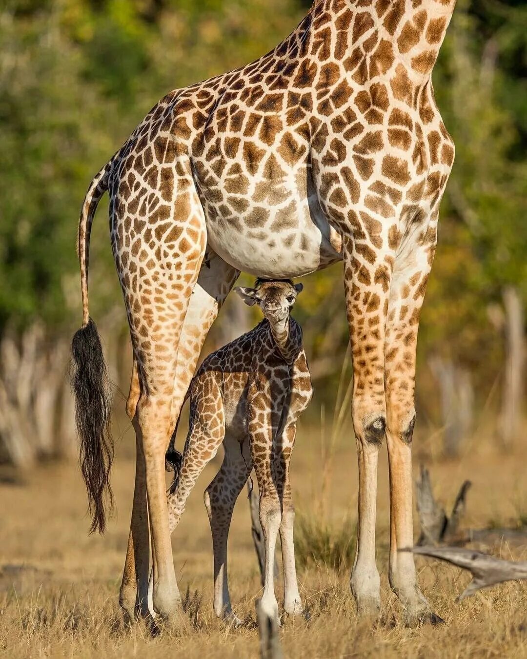 Жираф Луангва. Родезийский Жираф. Западноафриканский Жираф. Яйца жирафа. Сколько всего детенышей жирафа родилось за два