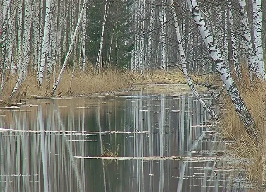 Вершины берез отражались в зеркале пруда. Отражение березы в воде. берёзка у воды отражение. березы в воде весной. отражение берез в воде весной.