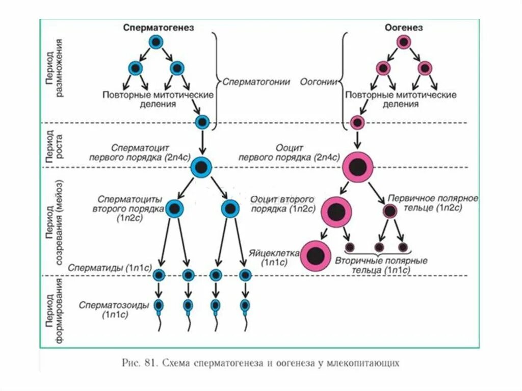 Этапы сперматогенеза схема. Стадии сперматогенеза схема. Ооциты первого порядка набор генетического материала. Схема сперматогенеза и оогенеза у млекопитающих.