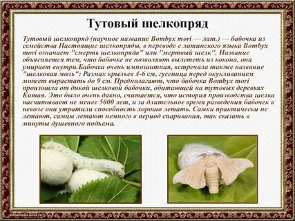Породы тутового шелкопряда