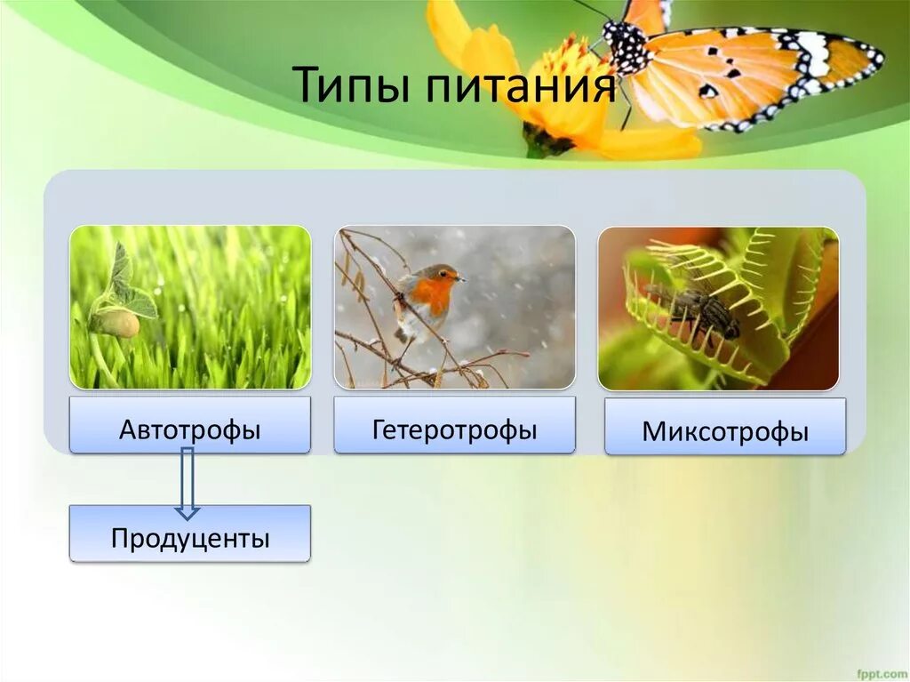 У каких организмов автотрофное питание. Типы питания автотрофы и гетеротрофы. Автотрофный и гетеротрофный Тип питания. Афто трофный вид питания. Типы питания миксотрофы.