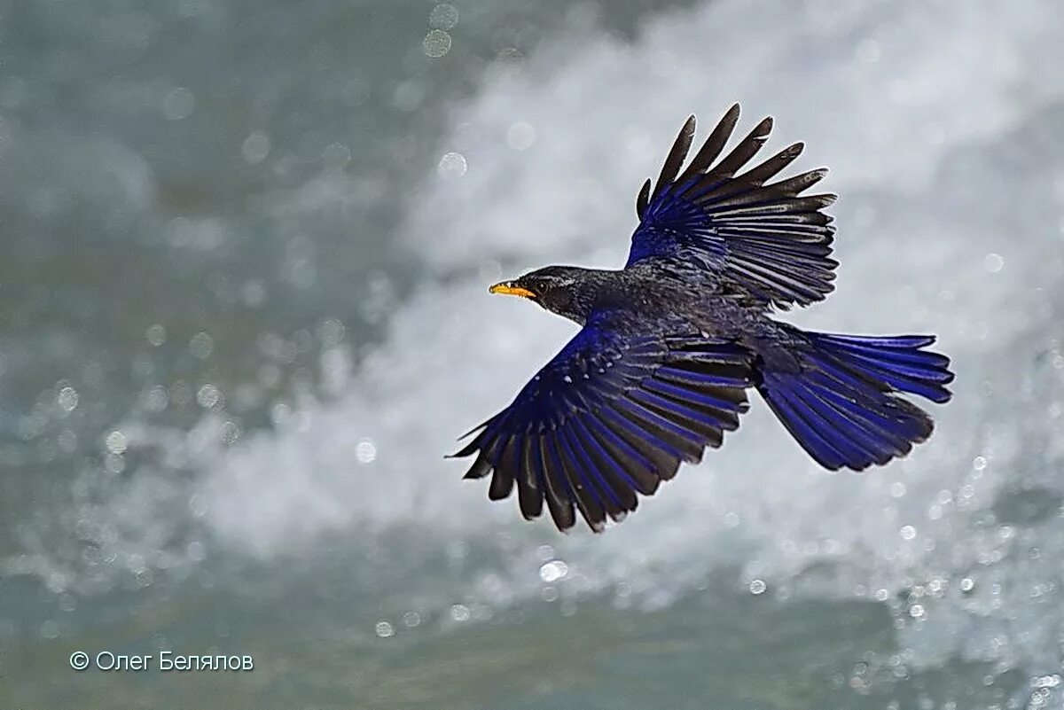 Синяя птица памира. Лиловый Дрозд (Myophonus caeruleus). Синяя птица Дрозд. Синяя птица лиловый Дрозд.