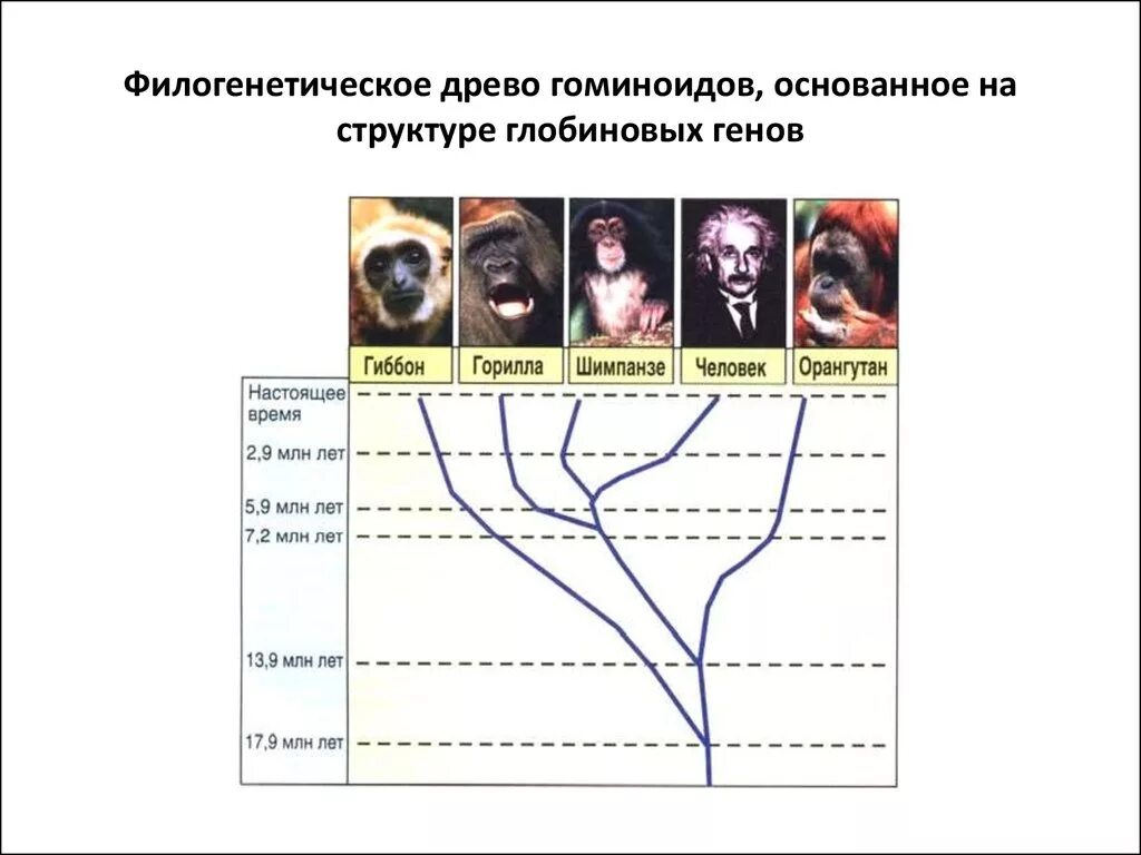 Схема эволюционного древа. Филогенетическое Древо гоминид. Филогенетическое Древо человека. Древо эволюции гоминидов. Филогенетическое Древо Эволюция человека.