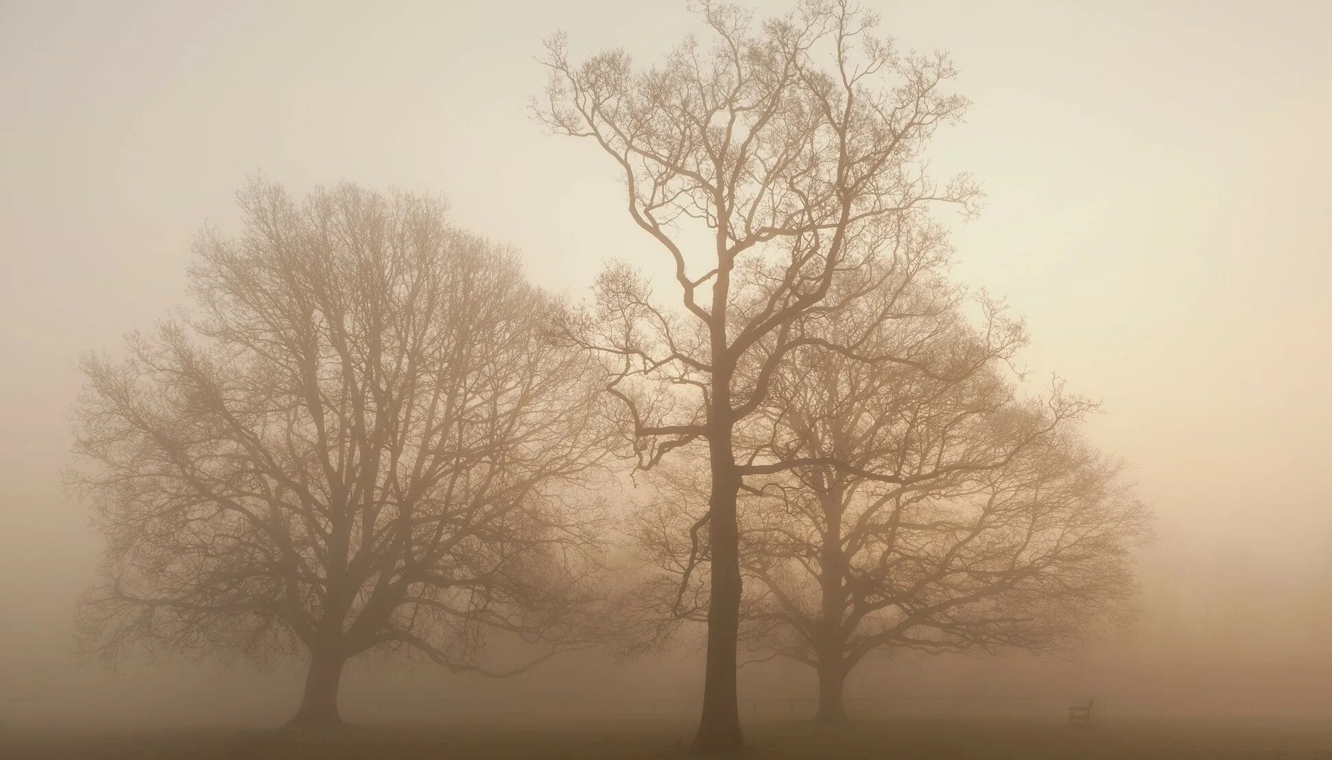 Ветвь туманного дерева. Деревья в тумане. Коричневое дерево. Природа бежевый. Серо бежевое дерево.