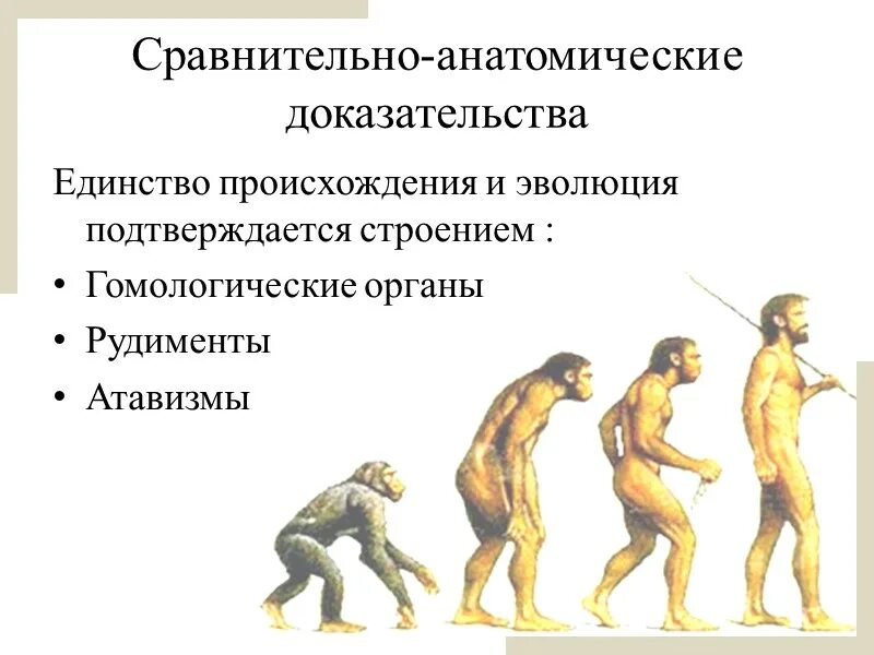 Некоторые эволюционные изменения приводят к появлению. Сравнительно-анатомические доказательства эволюции. Сравнительно анатомические доказательства эволюции характеристика. Доказательство эволюции сравнительно Анатомическое доказательство. Морфолого анатомические доказательства эволюции.