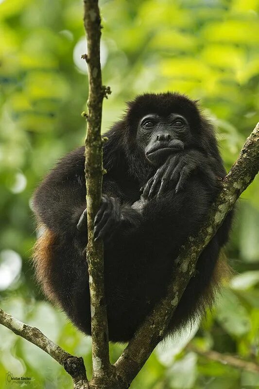 Приматов в природе. Alouatta palliata. обезьяны в природе. дикая обезьяна. приматы в природе.