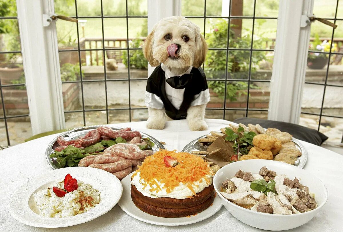 Где кормят собак. Еда для собак. Домашние животные еда. Пищевая собака. Собачка с едой.