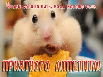 Приятного аппетита картинки смешные