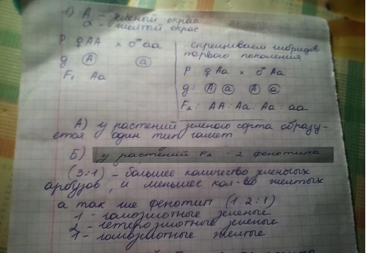 Сколько типов гамет образует растение зеленоплодного сорта