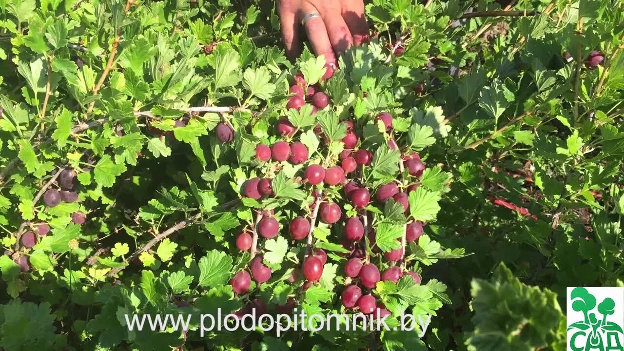 Крыжовник сорт спайнфри. Крыжовник олави. крыжовник spinefree. крыжовник хиннонмаен пунайнен.