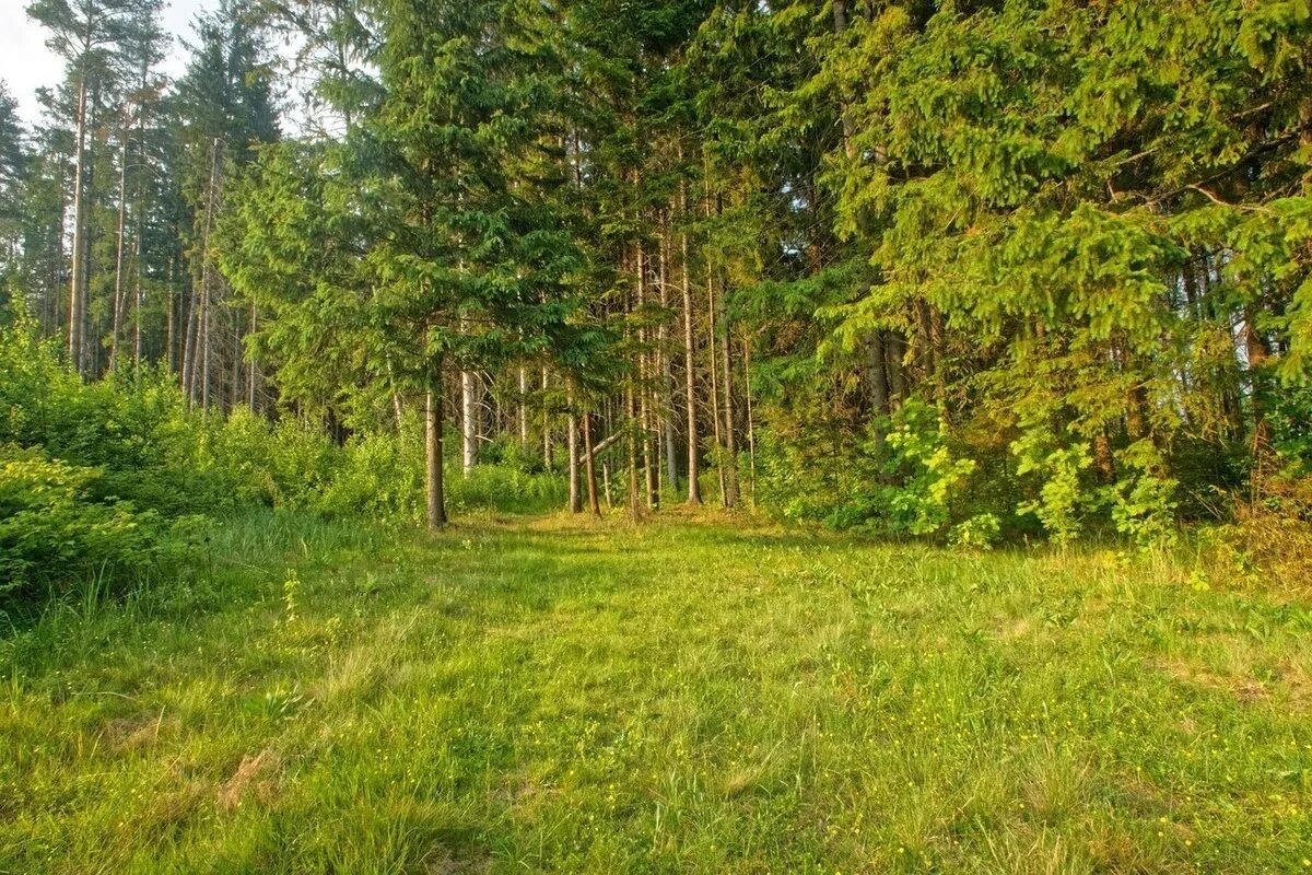 Ельники Лесная Поляна. Лесная опушка Солнечногорский район. Лесная Поляна Березовский. Лесная Поляна Арзамас.