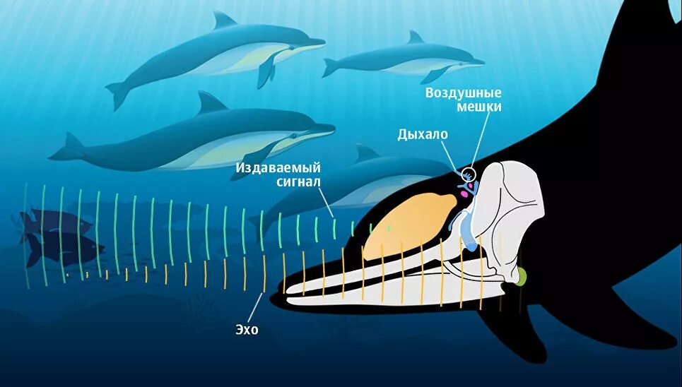Дельфин какой звук. Эхолокация дельфинов. Ультразвук дельфинов. Эхолокатор у дельфинов. Эхолокация китов.