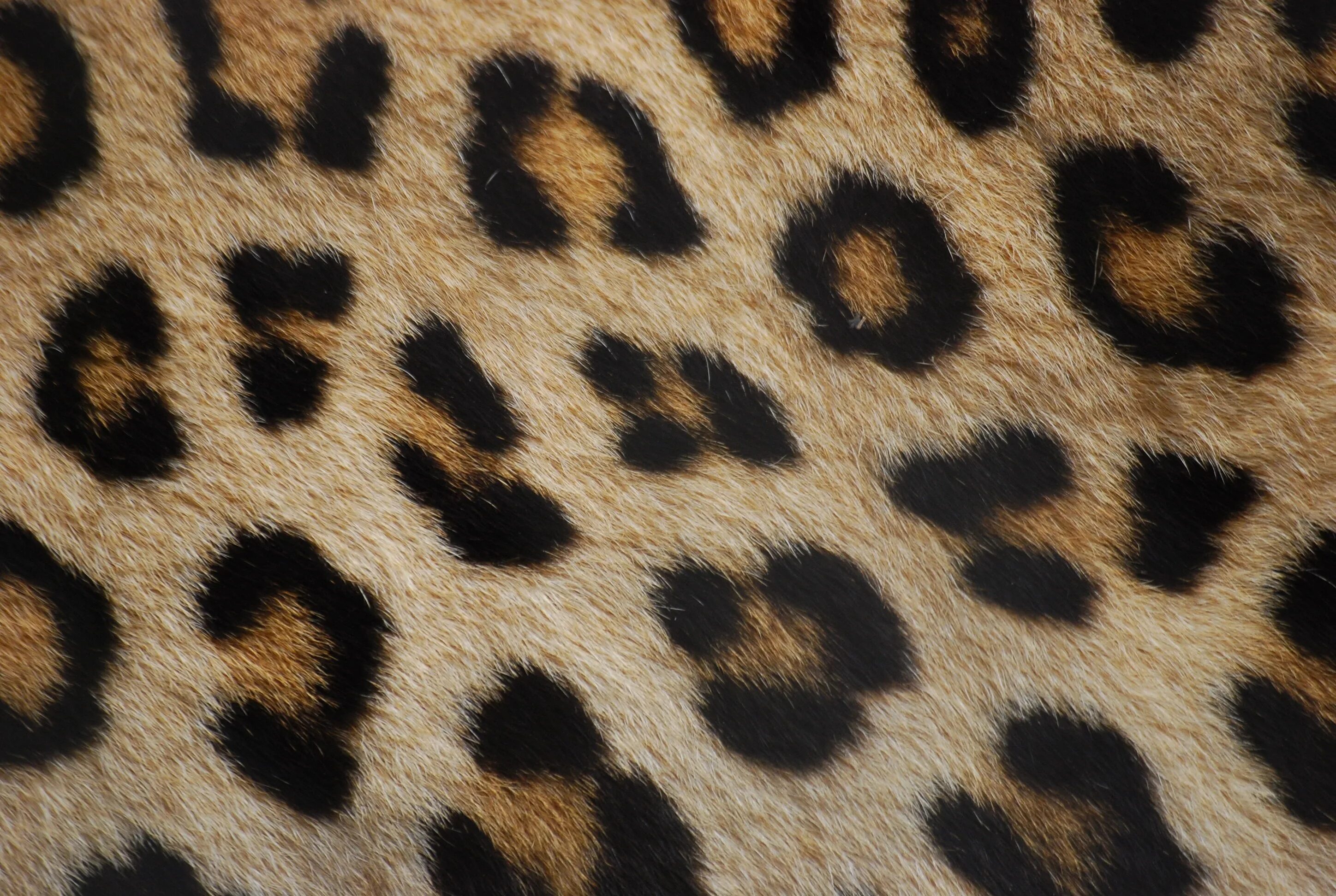 Animal pattern