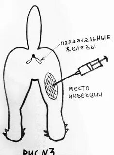 Укол кошке в бедро