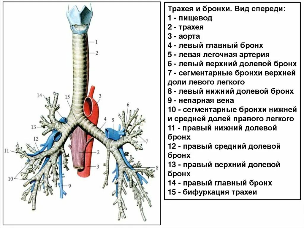 Функции трахеи. Пищеварительная система анатомия бронхи. Бронхи строение и функции человека. Функции трахеи и бронхов.