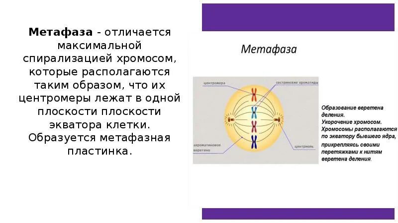 Спирализация хромосом это. Метафазная пластинка метафаза 1. Метафазная пластинка образуется в. Набор хромосом в метафазе митоза.
