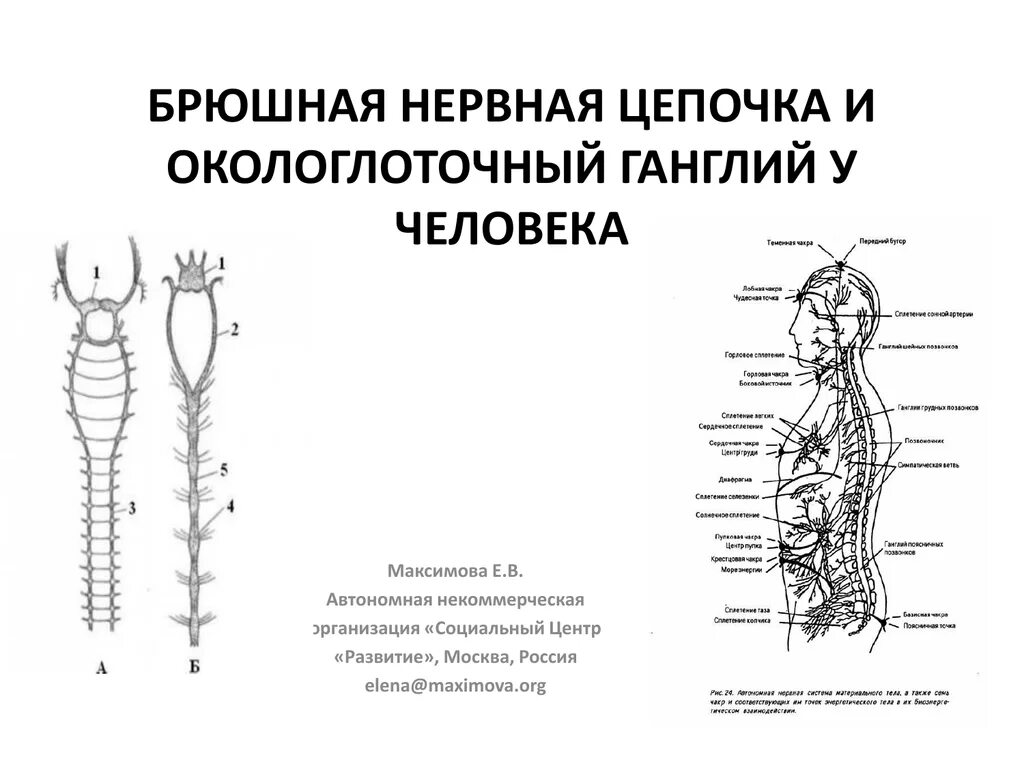 Брюшная нервная система строение. Нервная система брюшная нервная цепочка. Нервная система в виде брюшной нервной Цепочки. Нервная система животных брюшная нервная цепочка.