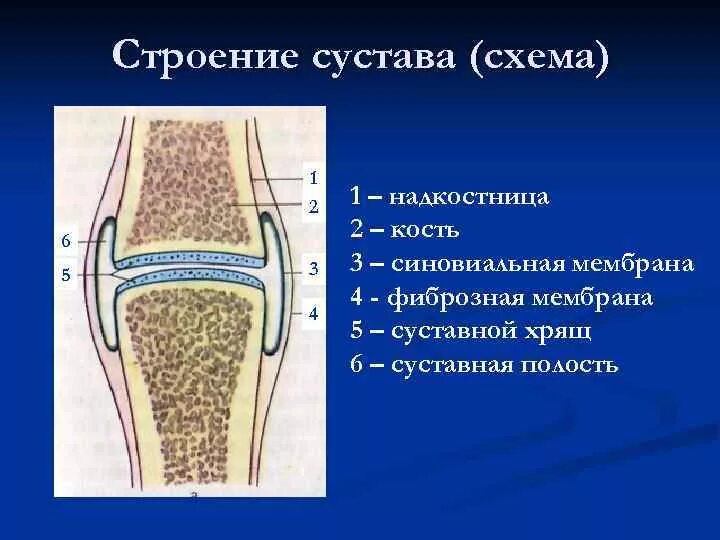 Какие структуры сустава обозначены