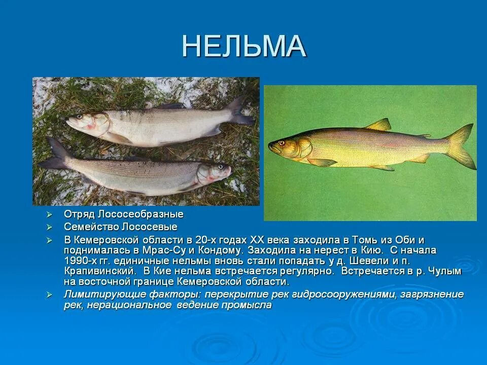 Семга таймень и белорыбица