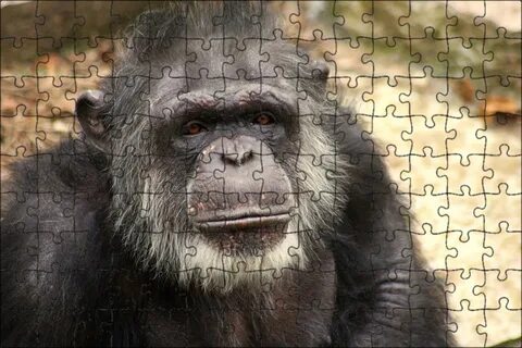 I can chimp