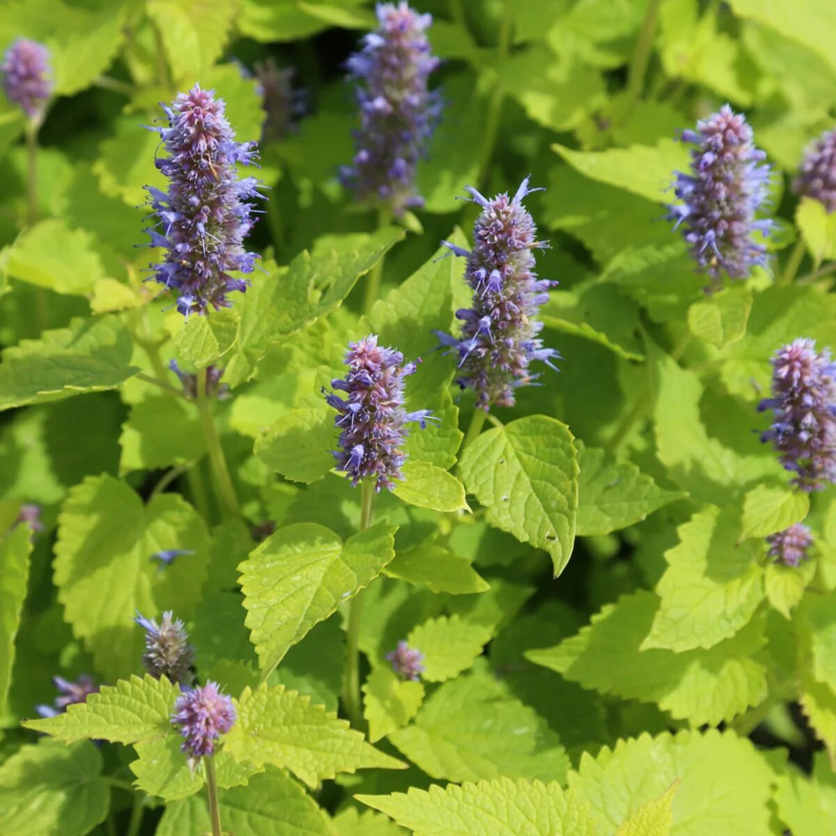 Многоколосник. Лофант (Агастахе). Лофант анисовый. Agastache rugosa. Агастахе лофант пышноцвет.