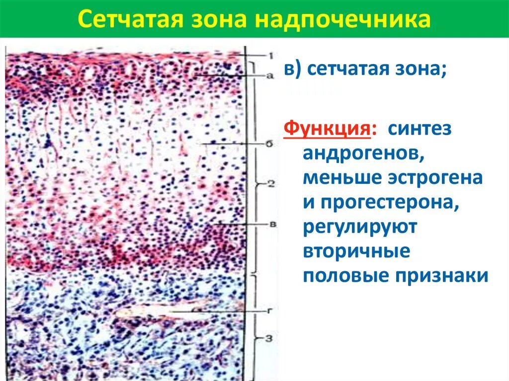 Сетчатая зона надпочечников гистология. Клетки сетчатой зоны коры надпочечников синтезируют. Сетчатая зона коры надпочечников препарат.