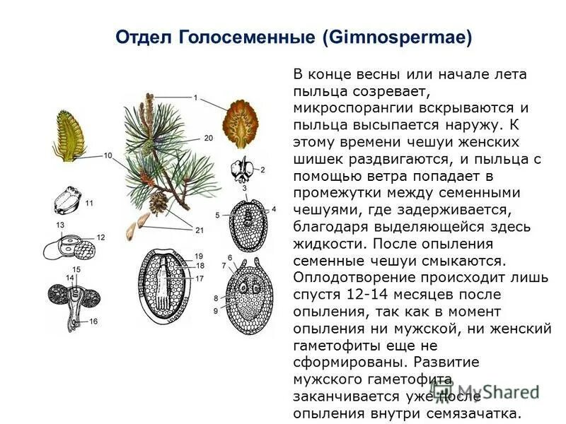 Созревание пыльцы