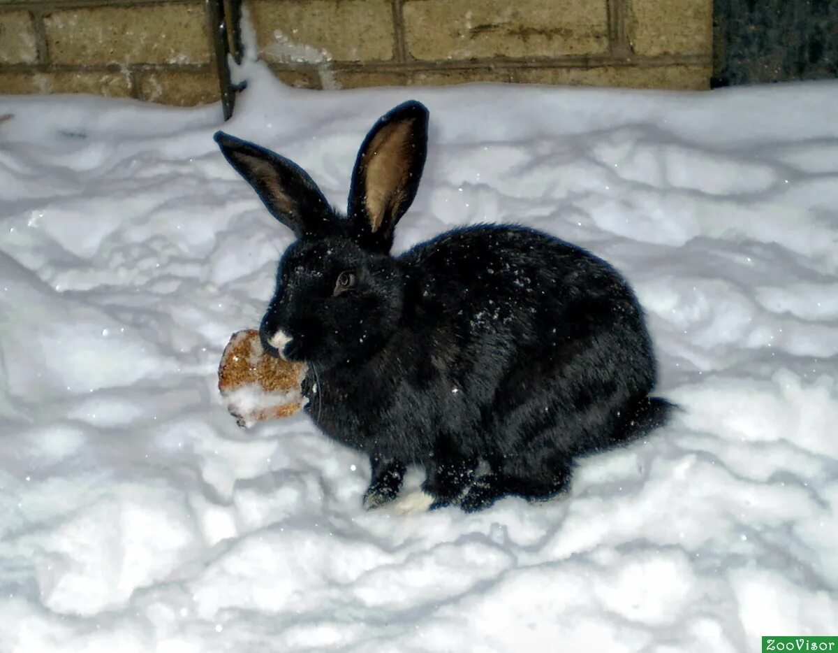 белый кролик на снегу. заяц беляк в пермском крае. кролик зимой. заяц беляк карелия. заяц на снегу.