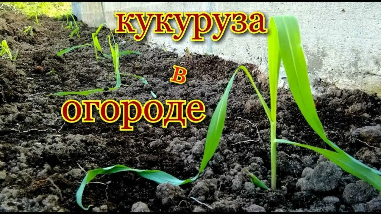 В каком месяце сажают кукурузу. Посадка кукурузы. Сажаем кукурузу в открытый грунт. Рассада кукурузы. Высадка рассады кукурузы в открытый грунт.