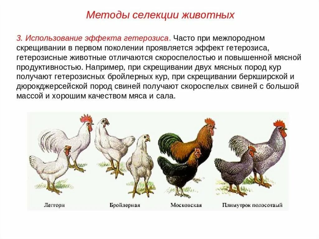 Скрещивание кур разных пород