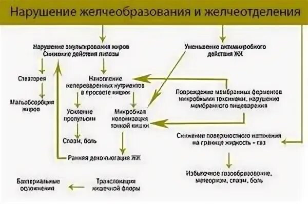 Нарушение желчеотделения патофизиология схема. Механизм секреции желчи физиология. Механизм регуляция желчеобразования и желчевыведения. Регуляция желчеобразования схема.