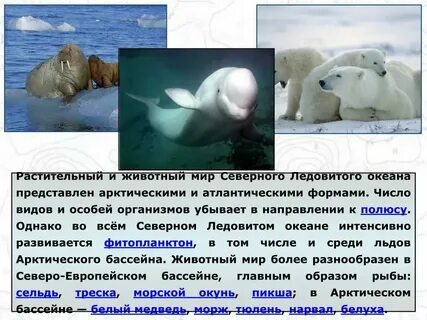 Животный и растительный мир северного ледовитого океана