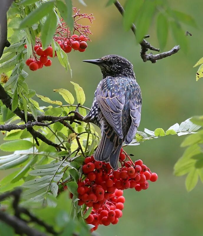 осень скворушка. осенние скворцы. скворец. птицы осенью. скворцы осенью.