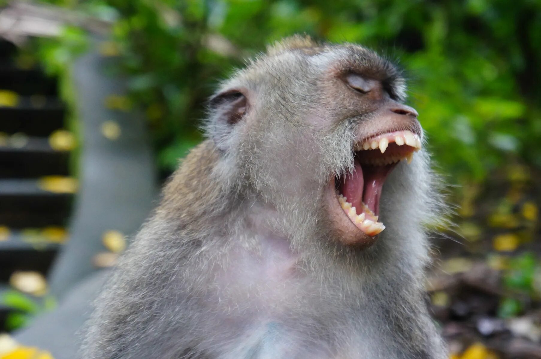 Обезьяна. Злая обезьяна. Обезьяна с открытым ртом. Кричащая обезьяна.