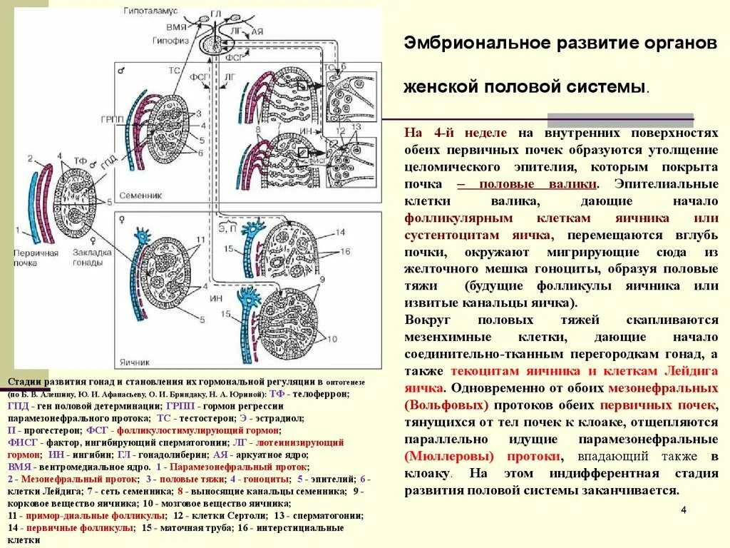 Образование женских половых